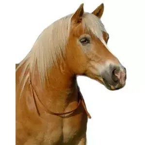 Nákrční řemen F.R.A. Chiron Víkendová Akce