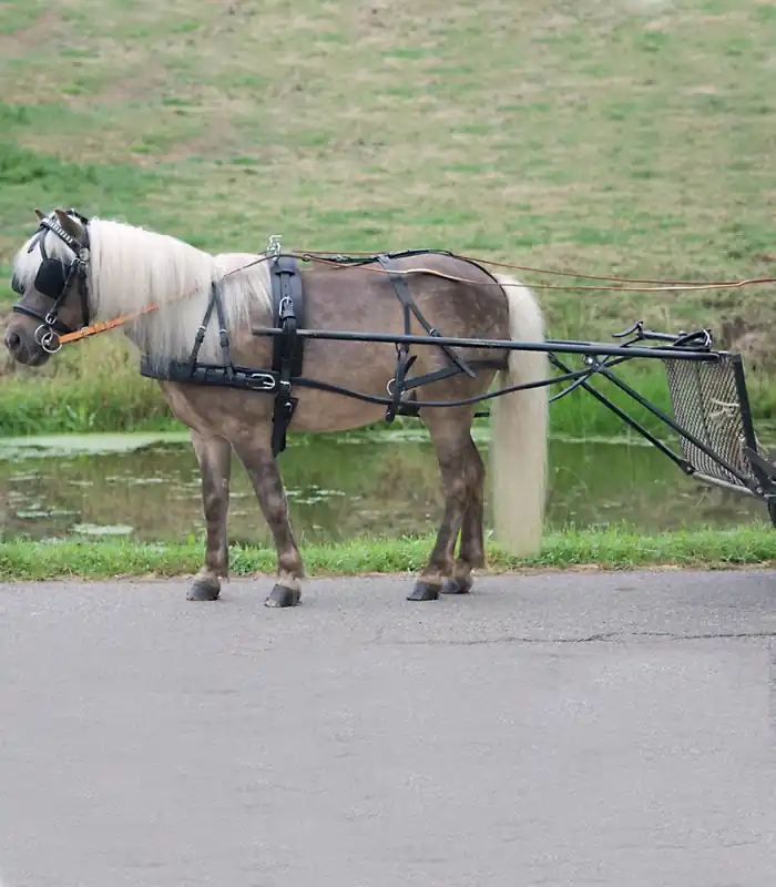 Poprsní postroj STAR Economic - Pony a Shetty - Barva černáRozměr PON (Pony) Tovární Cena