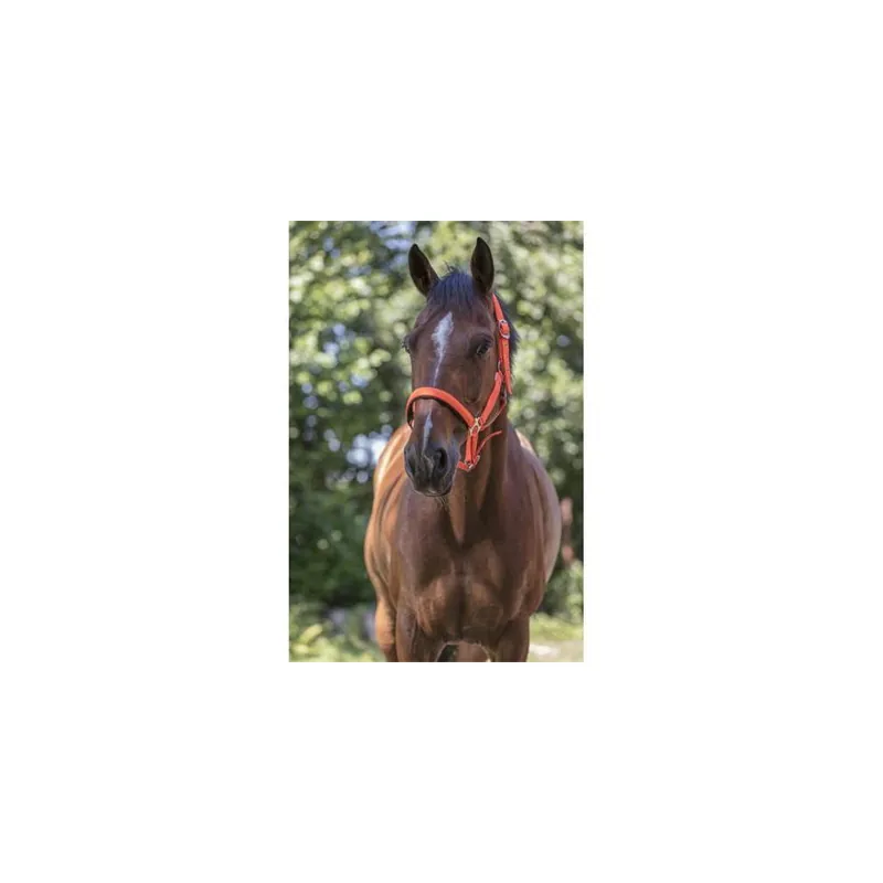 Nylonová ohlávka Norton, 2x podložená, oranžová Rychlé Dodání