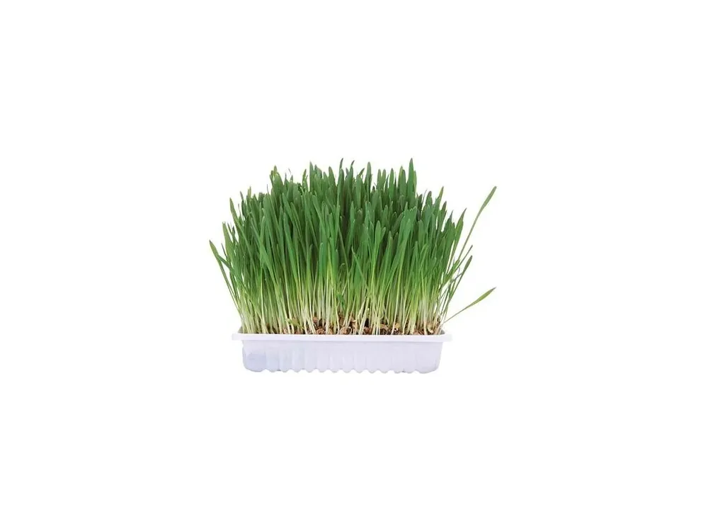 Pouze Dnes Tráva pro hlodavce v misce 100 g TRIXIE