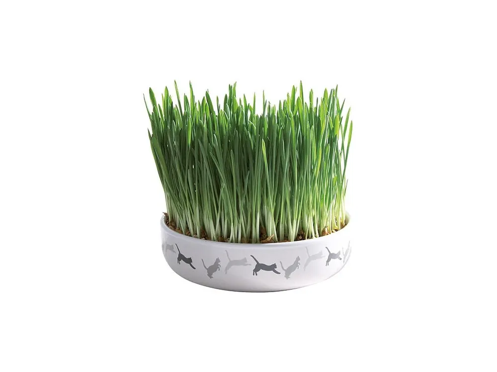 Keramická miska na trávu pro kočky 15x4cm, 50g travní semeno Objednat Nyní
